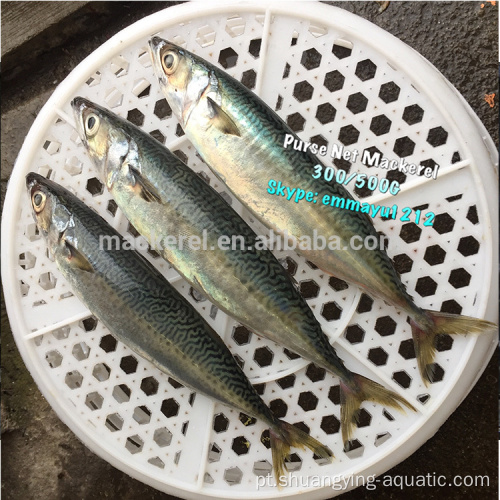 Matéria-prima congelada terrestre Pacífico Mackerel 300-500G